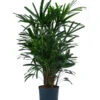 Steckenpalme - Rhapis Excelsa, Hydrokultur -Biohort Verkäufe 8425605 WE FS 001 RhapisExcelsa22 19H100