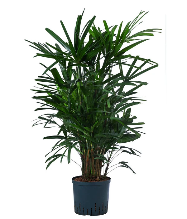 Steckenpalme - Rhapis Excelsa, Hydrokultur 3 Steckenpalme - Rhapis Excelsa, Hydrokultur