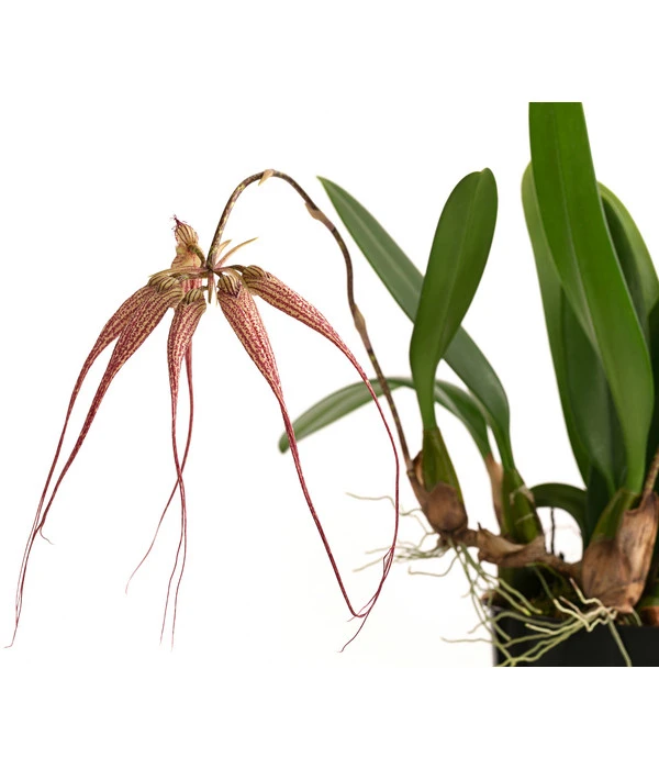 Orchidee - Bulbophyllum 'Elizabeth Ann' 4 Orchidee - Bulbophyllum 'Elizabeth Ann' – Bild 2