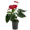 Flamingoblume - Anthurium Andreanum, Hydrokultur -Biohort Verkäufe 8536237 WE FS 001 AnthuriumAndreanumRotAnthurieHydroT15