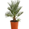 Blaue Zwergpalme -Biohort Verkäufe 8584401 WE FS 001 ChamaeropsHumillisOWCeriferaT18DehnerExpressHerzig