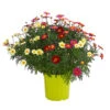 Margeriten-Trio -Biohort Verkäufe 8589590 WE FS 001 MargeriteArgyranthemumBuschTrioT18DehnerExpressHerzig
