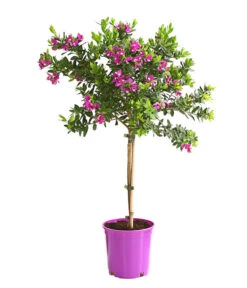 Kreuzblume, Stämmchen