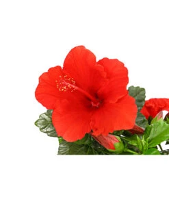 Zimmerhibiskus - Hibiscus Rosa-sinensis, Verschiedene Sorten 16 Zimmerhibiskus - Hibiscus Rosa-sinensis, Verschiedene Sorten -Biohort Verkäufe 8595241 PR DE 001 HibiscusMixBuschT17DehnerExpressHerzig
