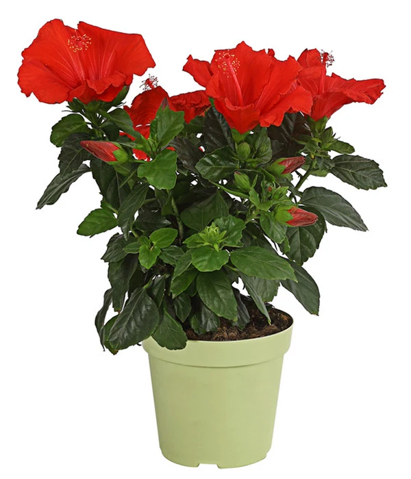 Zimmerhibiskus - Hibiscus Rosa-sinensis, Verschiedene Sorten 4 Zimmerhibiskus - Hibiscus Rosa-sinensis, Verschiedene Sorten – Bild 2