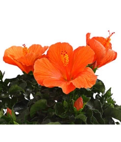 Zimmerhibiskus - Hibiscus Rosa-sinensis, Verschiedene Sorten 17 Zimmerhibiskus - Hibiscus Rosa-sinensis, Verschiedene Sorten -Biohort Verkäufe 8595241 WE DE 001 HibiskusHibiscusBuschT17DehnerExpressHerzig