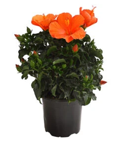 Zimmerhibiskus - Hibiscus Rosa-sinensis, Verschiedene Sorten 12 Zimmerhibiskus - Hibiscus Rosa-sinensis, Verschiedene Sorten -Biohort Verkäufe 8595241 WE FS 001 HibiskusHibiscusBuschT17OWDehnerExpressHerzig