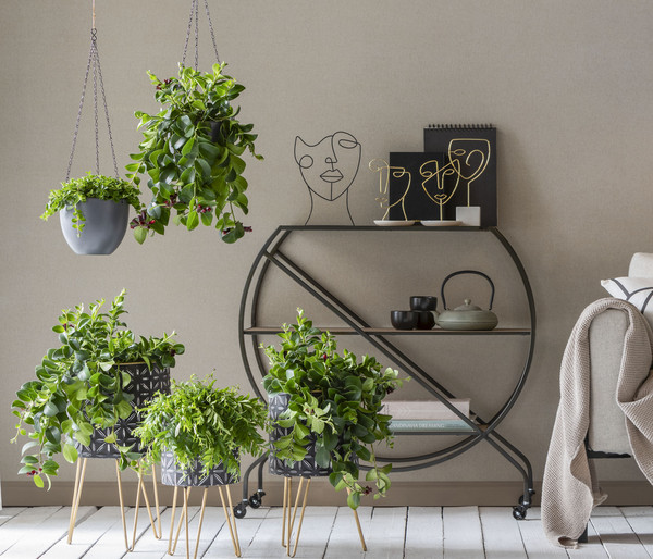 Biohort Verkäufe 25 Biohort Verkäufe -Biohort Verkäufe 8635377 WE MO 001 AeschynanthusAmpel2021GC15 1