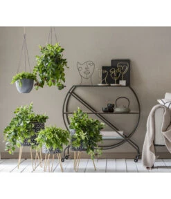 Schamblume - Aeschynanthus Japhrolepis -Biohort Verkäufe 8635377 WE MO 001 AeschynanthusAmpel2021GC15