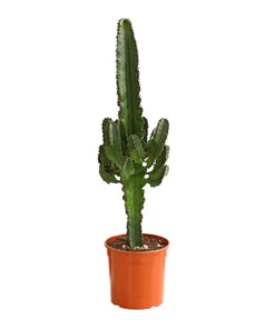 Biohort Verkäufe 37 Abessinische Wolfsmilch - Euphorbia Abyssinica