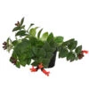 Schamblume - Aeschynanthus Radicans 'Mona Lisa' 2 Schamblume - Aeschynanthus Radicans 'Mona Lisa' -Biohort Verkäufe 8650210 PR FS 002 SchamblumeAeschynanthusRadicansMonaLisaT11DehnerExpressHerzig