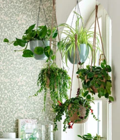 Schamblume - Aeschynanthus Japhrolepis -Biohort Verkäufe 8650376 WE MO 001 Ampelpflanzen