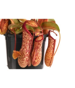 Kannenpflanze - Nepenthes 'Miranda' -Biohort Verkäufe 8686578 WE DE 001 NepenthesMirandaT15