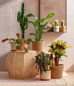 Abessinische Wolfsmilch - Euphorbia Abyssinica 9 Abessinische Wolfsmilch - Euphorbia Abyssinica -Biohort Verkäufe 8698805 WE MO 001 AutumnSunrise