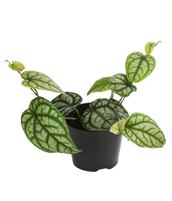 Schmuckpfeffer - Piper Sylvaticum 3 Schmuckpfeffer - Piper Sylvaticum