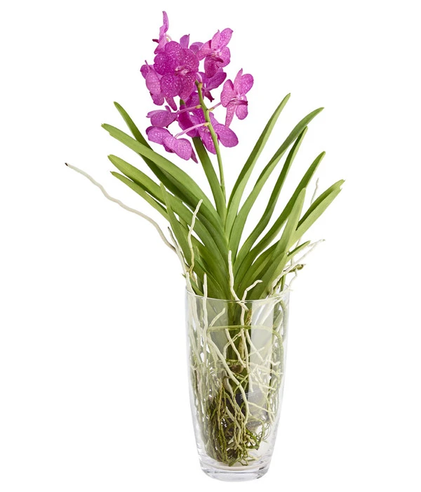 Orchidee - Vanda Cultivars 'Vanda', Im Glas 3 Orchidee - Vanda Cultivars 'Vanda', Im Glas