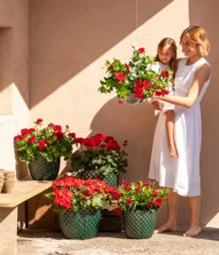 Dehner Keramik-Topf Elite -Biohort Verkäufe 8813008 6705461 6705479 6705487 WE MO 001 GeranieRubinHeissesRot