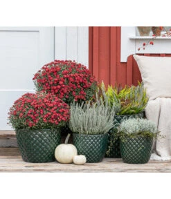 Dehner Keramik-Topf Elite -Biohort Verkäufe 8815763 WE MO 001 KnospenheideCallunaFluffyT11