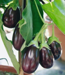 Pick-&-Joy® Aubergine Mit Früchten 8 Pick-&-Joy® Aubergine Mit Früchten -Biohort Verkäufe 8838047 WE DE 001 AubergineOphelliaF1Fruechte