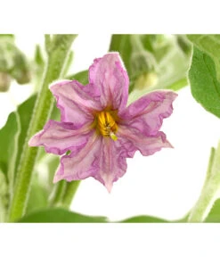 Pick-&-Joy® Aubergine Mit Früchten 9 Pick-&-Joy® Aubergine Mit Früchten -Biohort Verkäufe 8838047 WE DE 001 PickandJoyAubergineT14