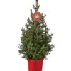 Weihnachtsbaum - Zwerg-Fichte 'Little Santa®' -Biohort Verkäufe 8997280 PR FS 005 PiceaLittleSanta5L