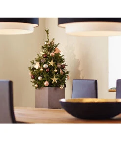 Weihnachtsbaum - Zwerg-Fichte 'Little Santa®' 7 Weihnachtsbaum - Zwerg-Fichte 'Little Santa®' -Biohort Verkäufe 8997280 PR MO 002 PiceaLittleSanta5L