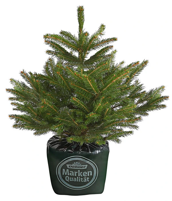 Stech-Fichte, Ca. 40-60 Cm, Im Topf Gewachsen 3 Stech-Fichte, Ca. 40-60 Cm, Im Topf Gewachsen