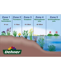 Dehner Japanorchidee - Gartenorchidee -Biohort Verkäufe WE DE 001 Teichzonen Wasserpflanzen Schild