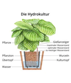 Steckenpalme - Rhapis Excelsa, Hydrokultur 5 Steckenpalme - Rhapis Excelsa, Hydrokultur -Biohort Verkäufe WE MO Hydrokultur Hydropflanze Grafik 4